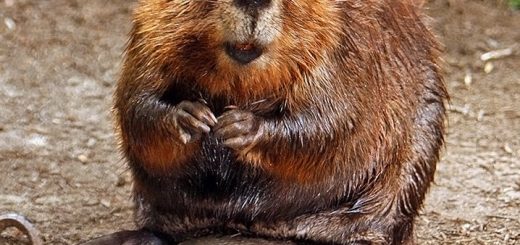 Rilasciato Ubuntu 18.04.2 LTS, la seconda point release di Bionic Beaver