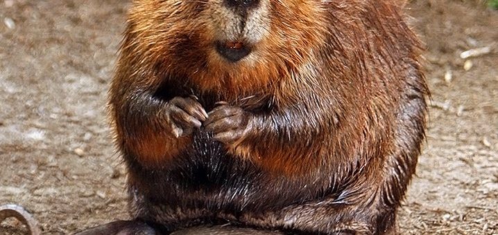 Rilasciato Ubuntu 18.04.2 LTS, la seconda point release di Bionic Beaver