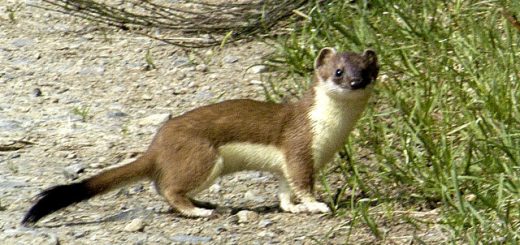 Ubuntu 19.10 sarà Eoan Ermine