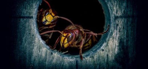 HiddenWasp, il nuovo malware che prende di mira Linux