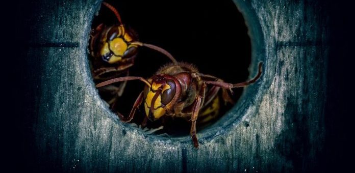 HiddenWasp, il nuovo malware che prende di mira Linux