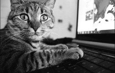 Ubuntu: disabilitare la sospensione alla chiusura dello schermo [mini-guida]