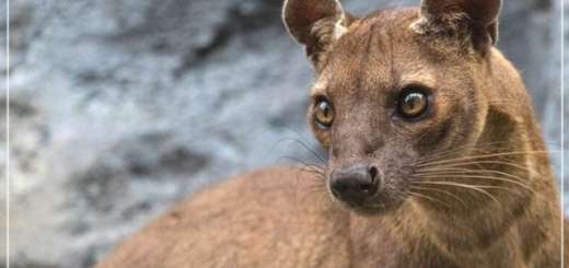 Ubuntu 20.04, inizia lo sviluppo: release schedule & features attese