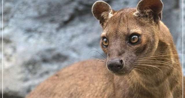 Ubuntu 20.04, inizia lo sviluppo: release schedule & features attese