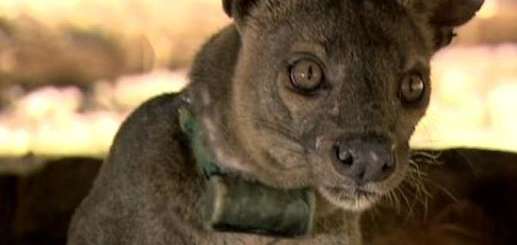 Ubuntu 20.04 LTS si chiamerà Focal Fossa