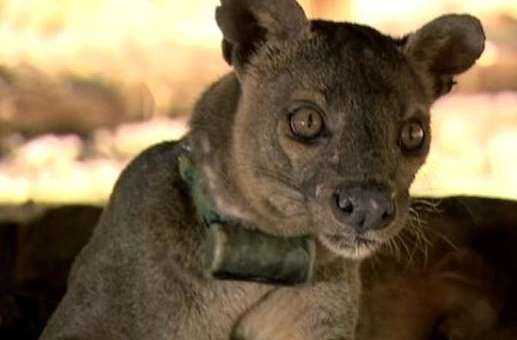 Ubuntu 20.04 LTS si chiamerà Focal Fossa