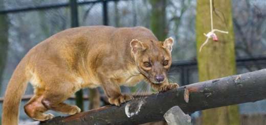 Ubuntu 20.04 LTS: svelato il codename, arriva ad aprile 2020