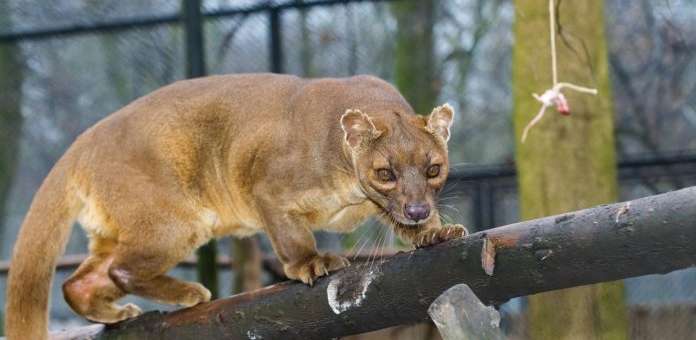 Ubuntu 20.04 LTS: svelato il codename, arriva ad aprile 2020