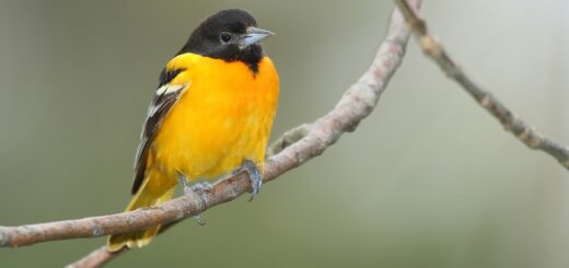 Ubuntu 24.10 “Ocular Oriole” atterrerà il 10 ottobre 2024