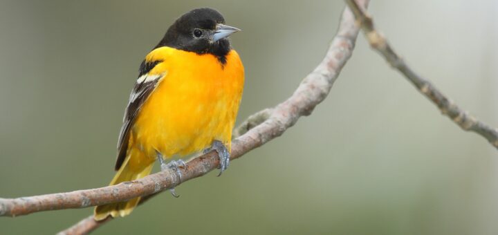 Ubuntu 24.10 “Ocular Oriole” atterrerà il 10 ottobre 2024